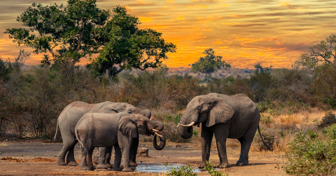 Afrique du sud